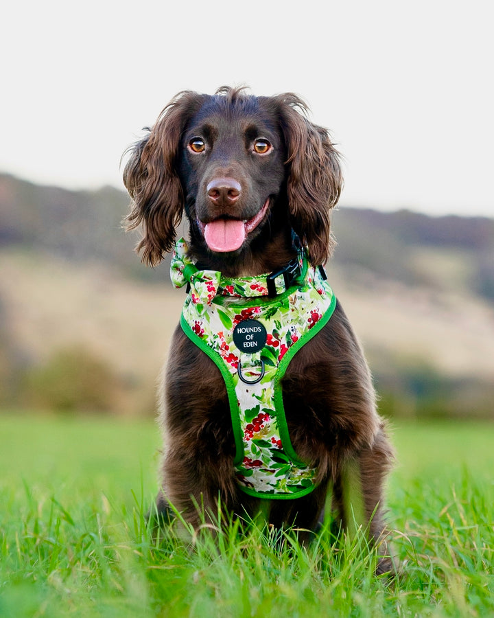 Collar para perro con diseño de abeto y bayas de invierno