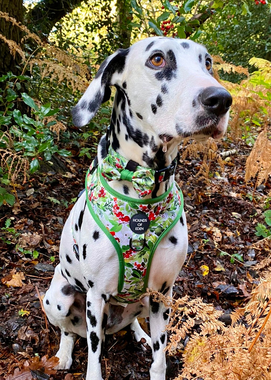 Collar para perro con diseño de abeto y bayas de invierno