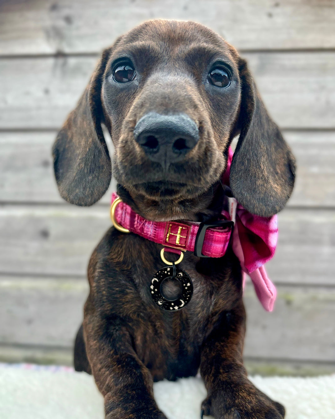 Rose Berry Plaid Dog Collar + Tag Holder