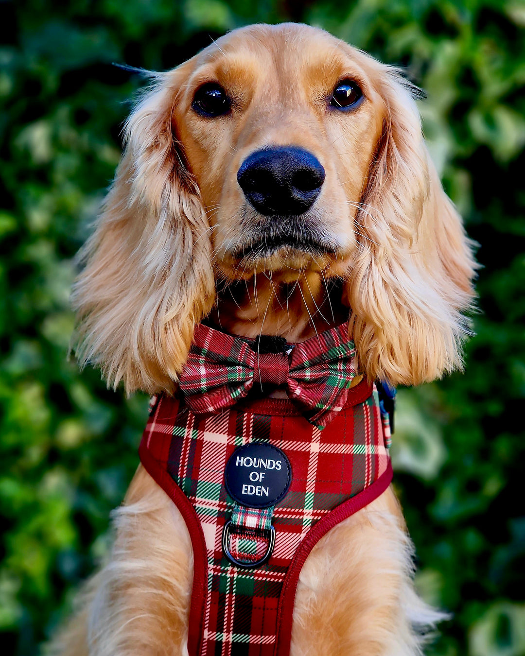 Tartan Me Up - Pajarita para perro con diseño de tartán rojo y crema