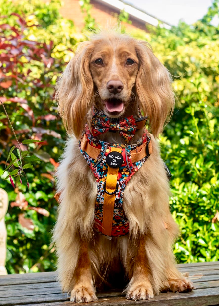 Collar de perro de cuero flor retro