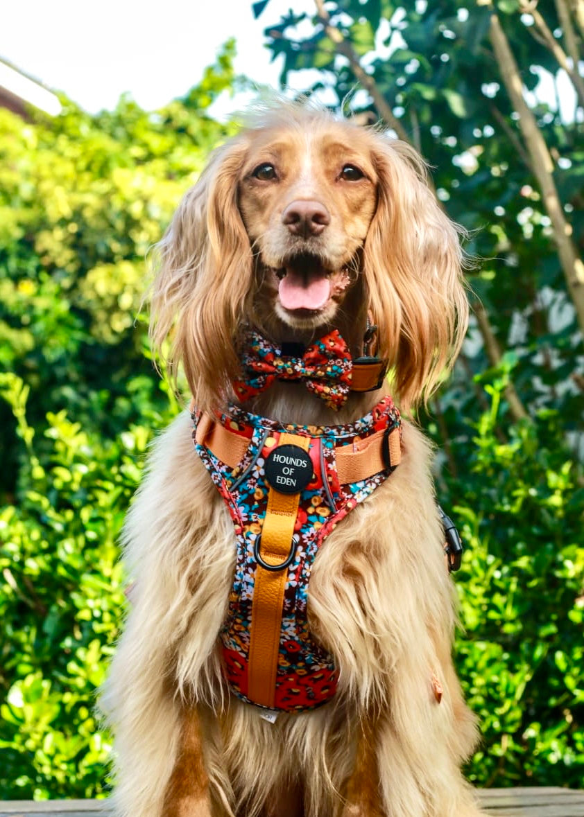 Collar de perro de cuero flor retro