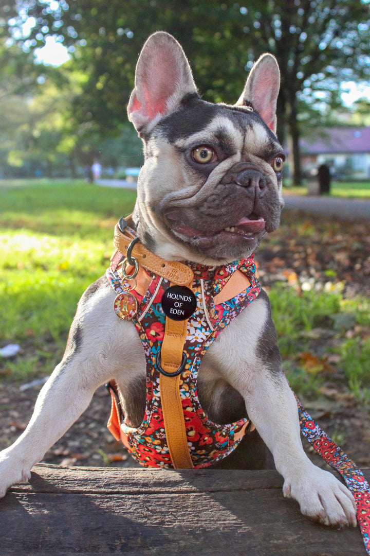 Collar de perro de cuero flor retro