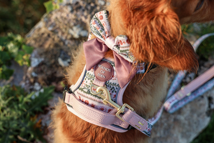 Bella's Jumper Dog Collar + Tag Holder