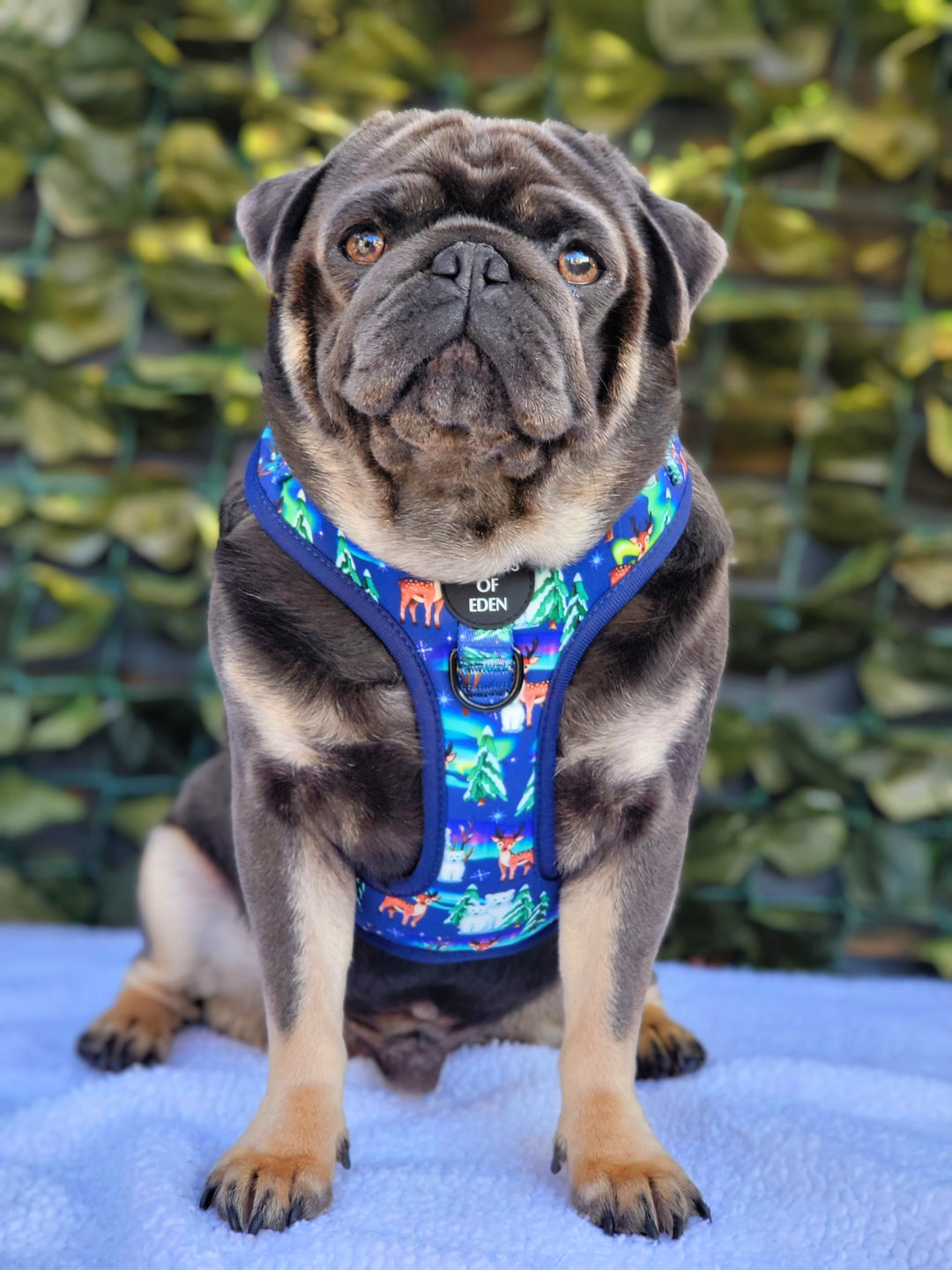 Luces polares - Correa para perro con diseño de oso polar azul marino