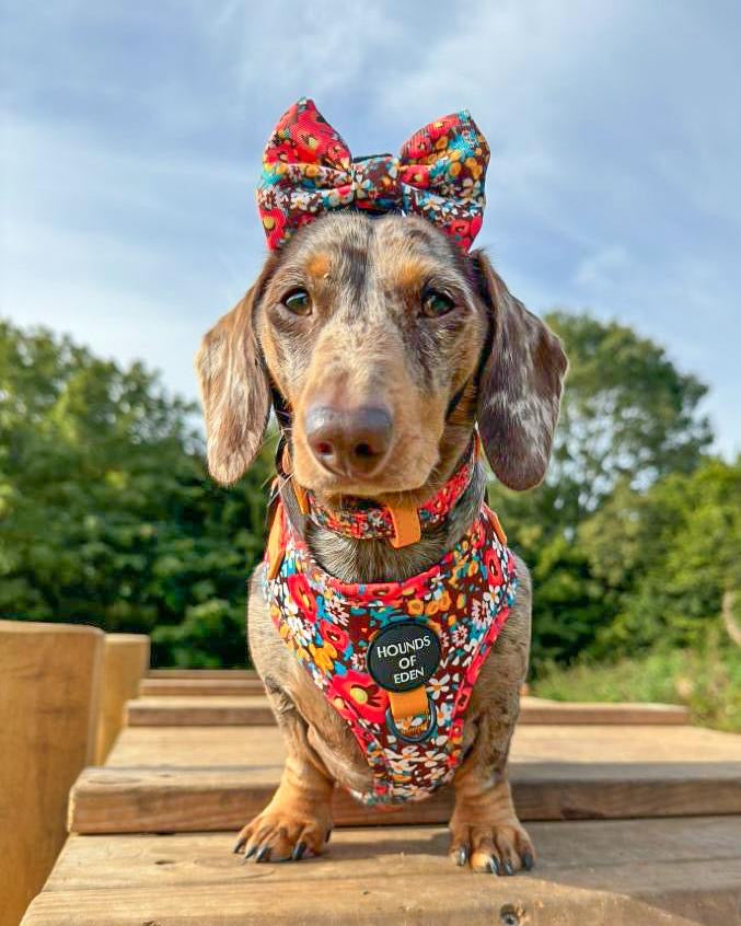 Retro Bloom Leather Dog Collar