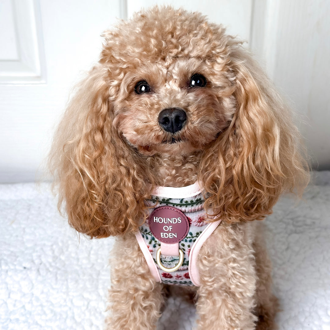 Bella's Jumper Dog Collar + Tag Holder