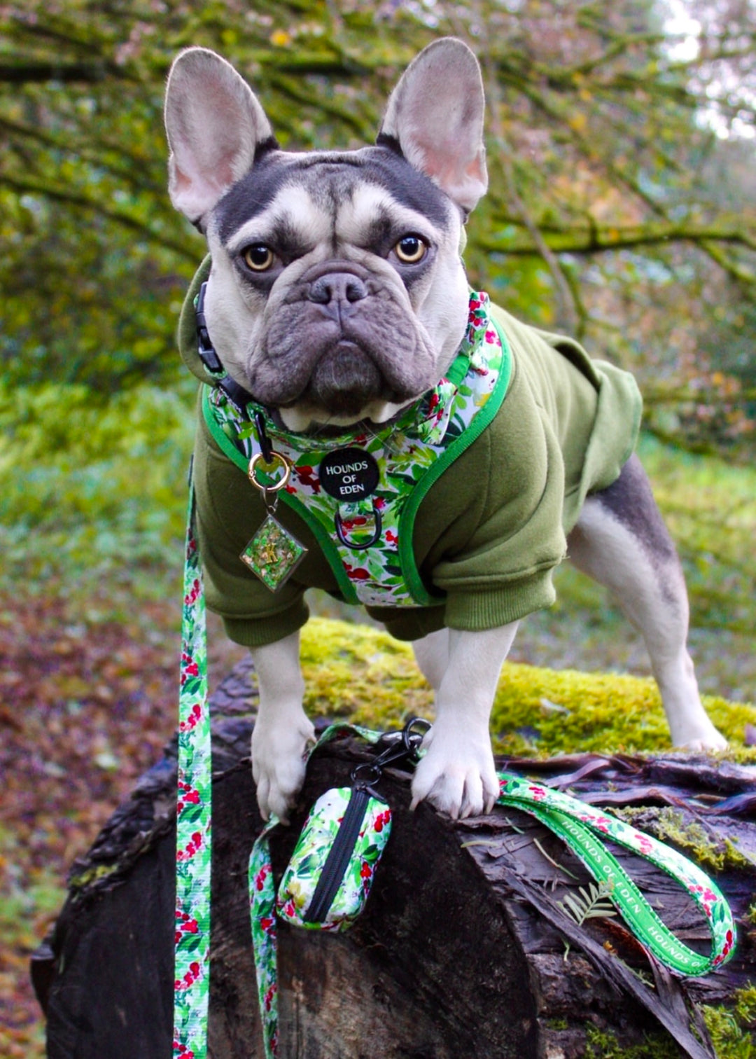 Correa para perro con diseño de abeto y bayas de invierno