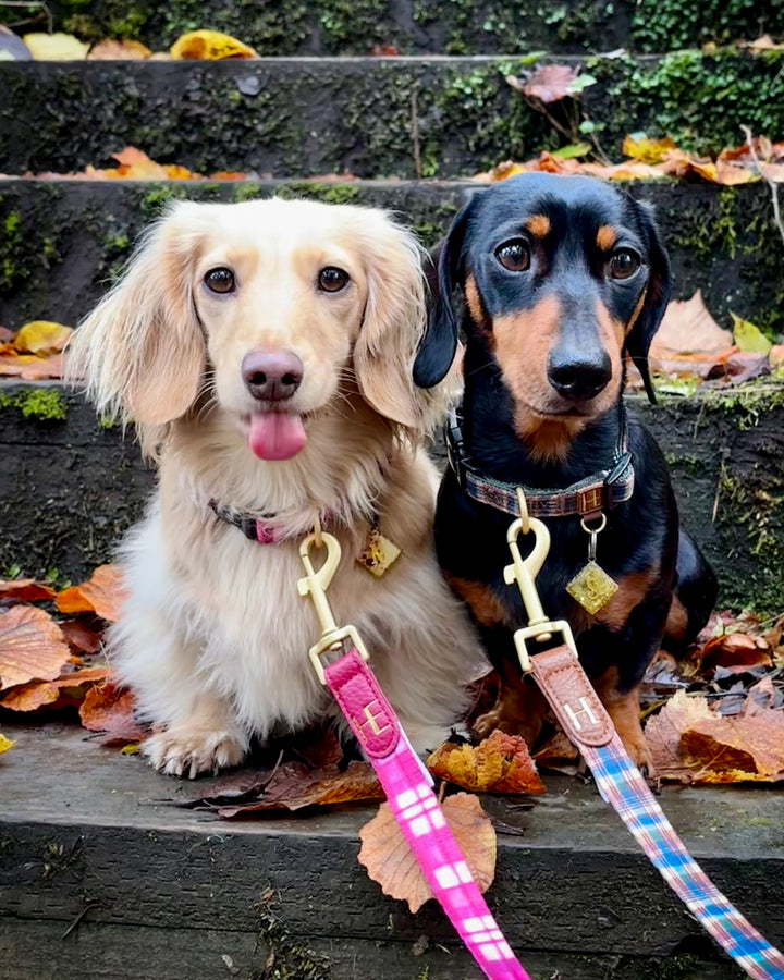 Rose Berry Plaid Dog Collar + Tag Holder