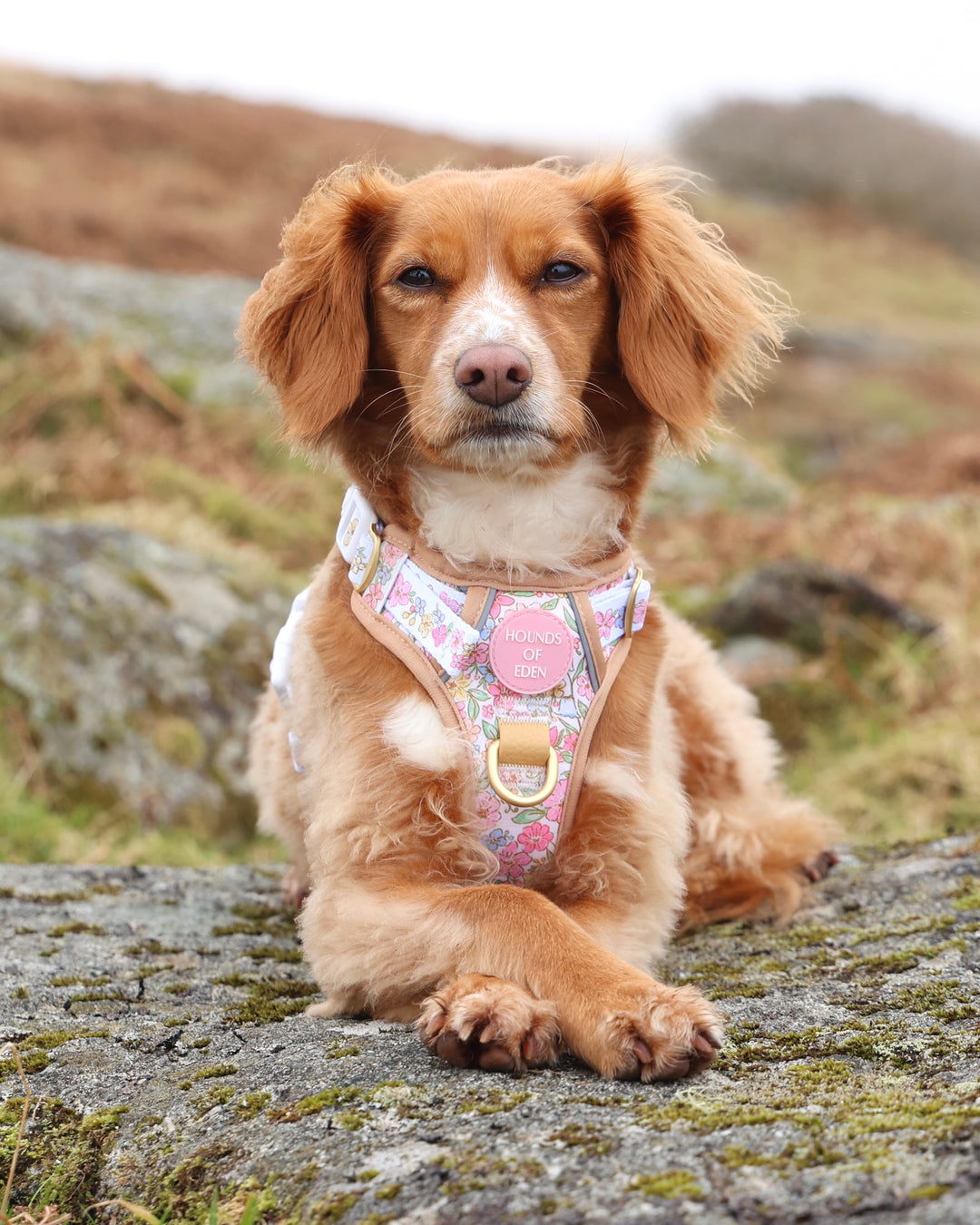 Pastel Petals - Dog Collar + ID Tag Holder