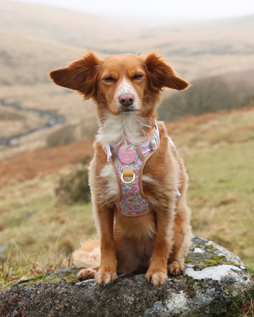 Pastel Petals - Dog Collar + ID Tag Holder