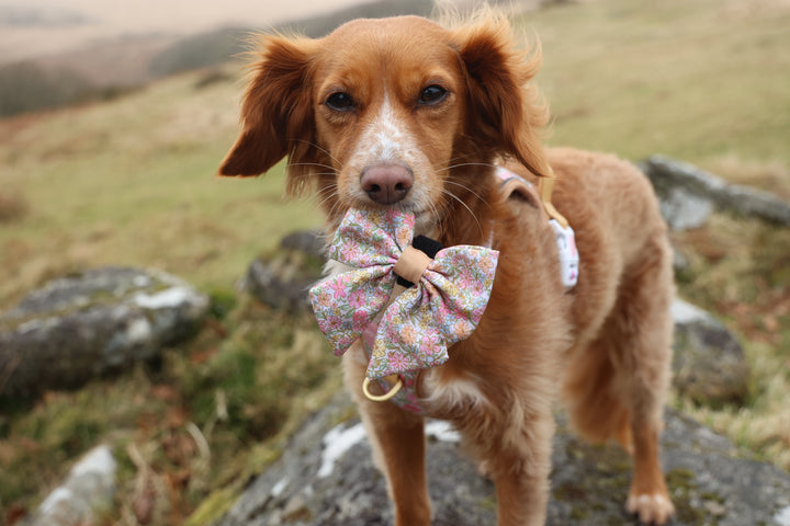 Pastel Petals - Dog Collar + ID Tag Holder