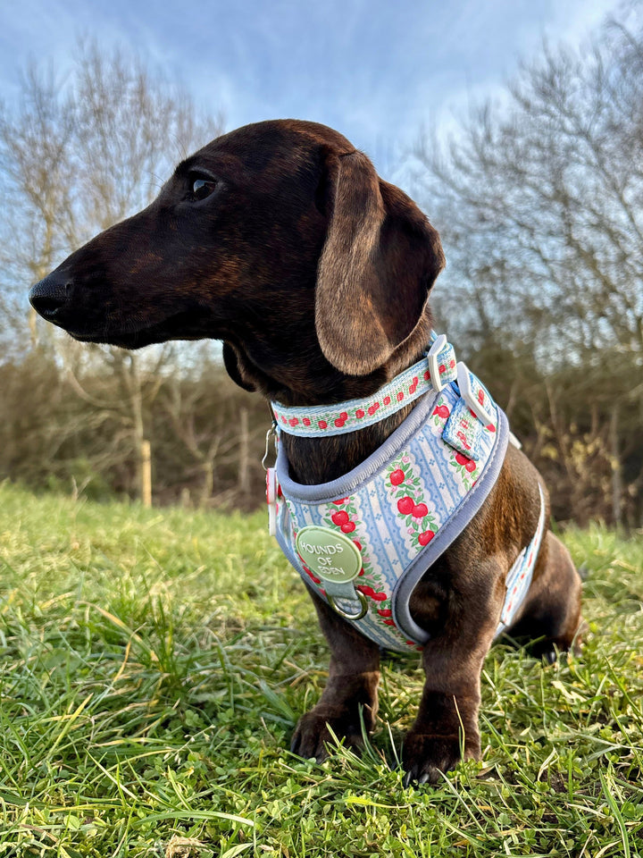 Eden's Orchard - Dog Collar + ID Tag Holder