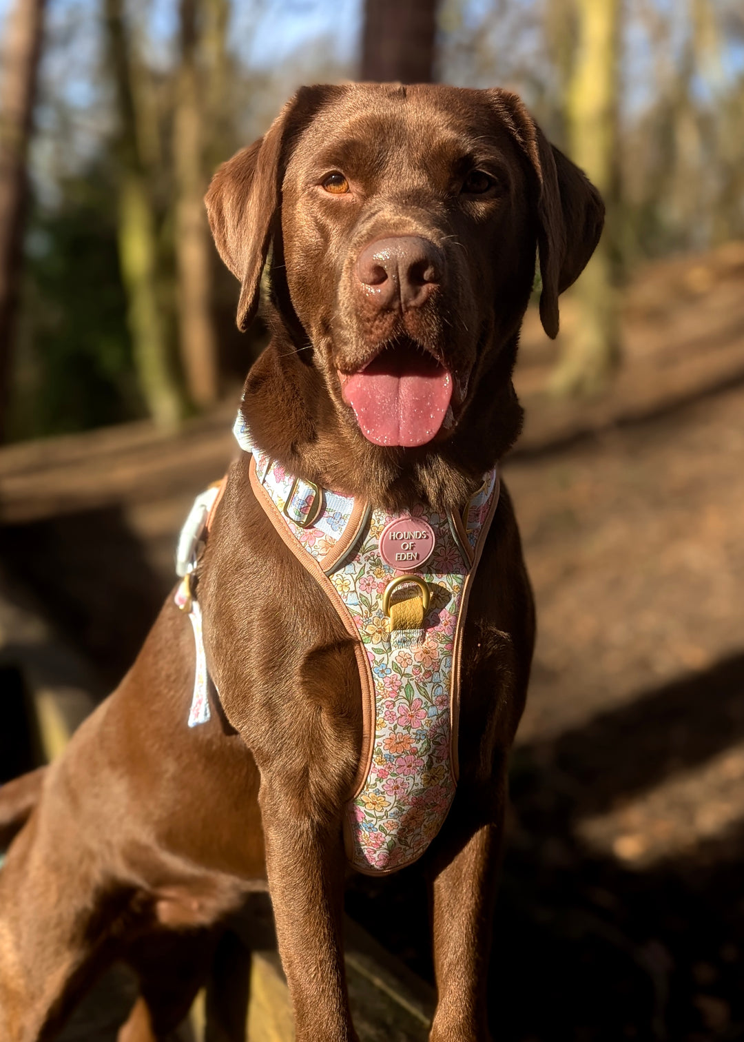 Pastel Petals - Dog Collar + ID Tag Holder