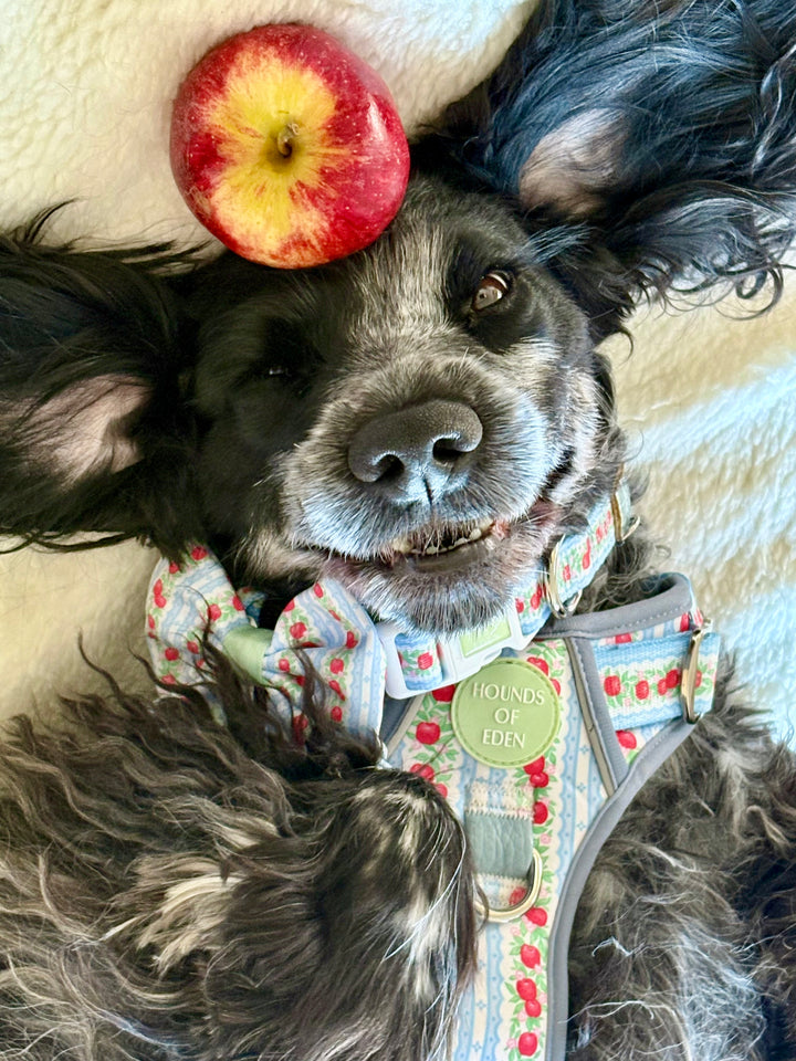 Eden's Orchard - Dog Collar + ID Tag Holder