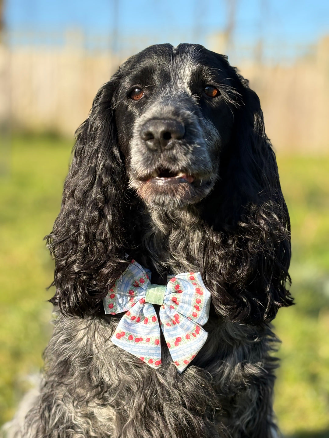 Eden's Orchard - Dog Collar + ID Tag Holder