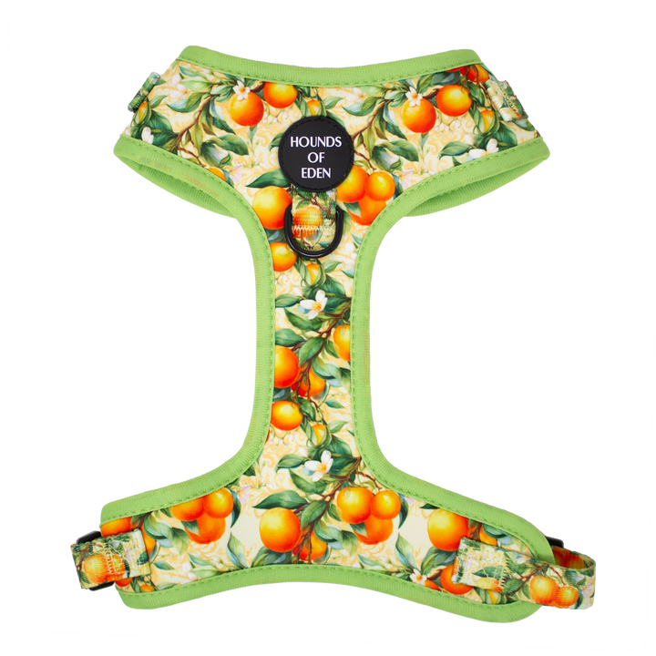 Simply the Zest - Oranges Dog Harness