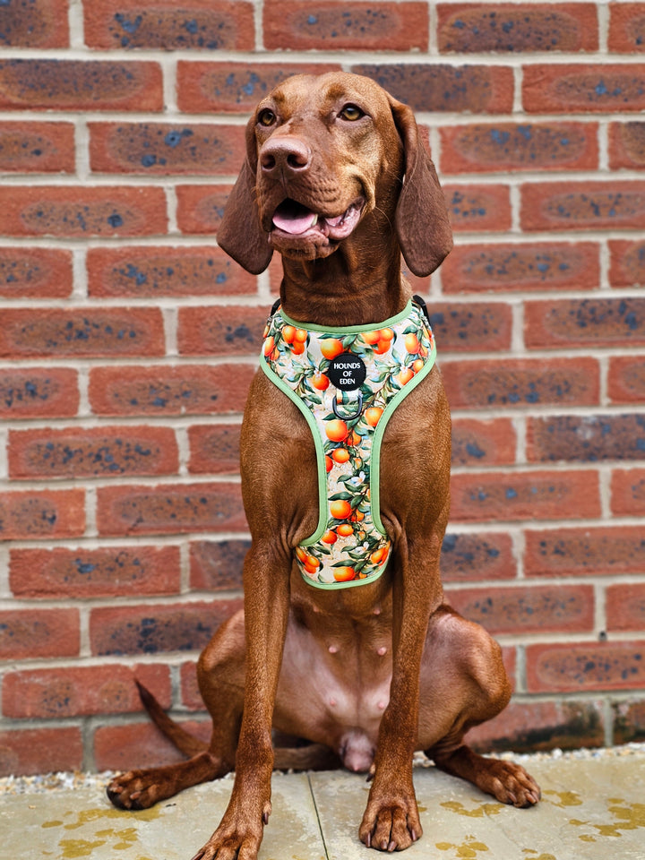 Simply the Zest - Oranges Dog Harness