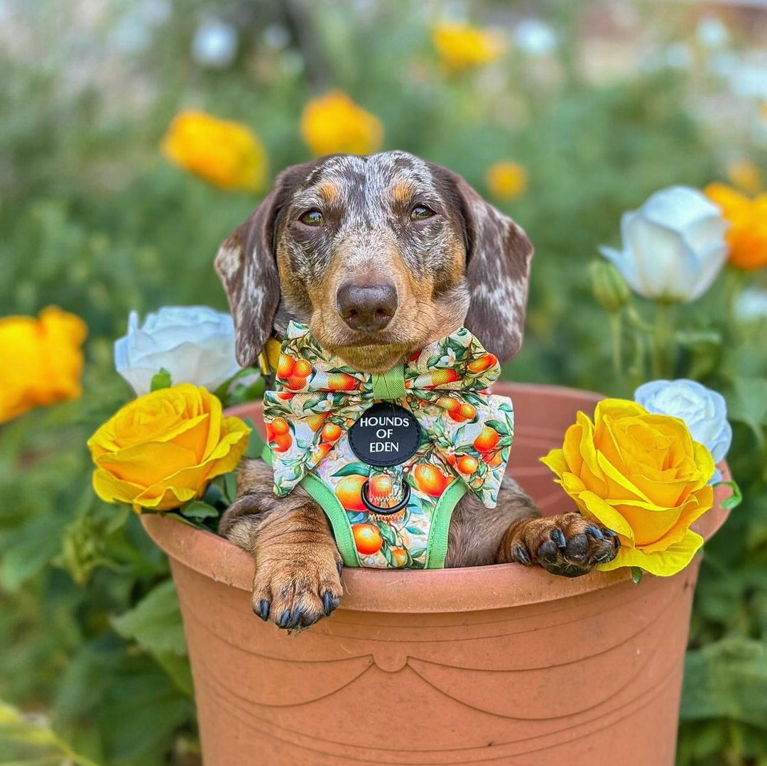 Simply the Zest - Arnés para perros naranjas