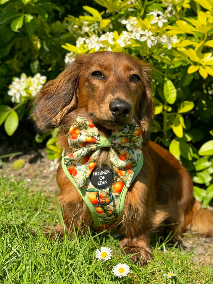 Simply the Zest - Oranges Dog Harness