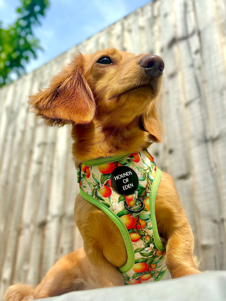 Simply the Zest - Oranges Dog Harness