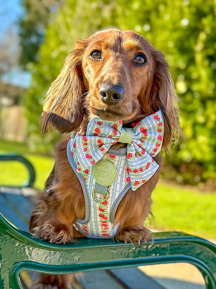 Eden's Orchard - Dog Sailor Bow Tie