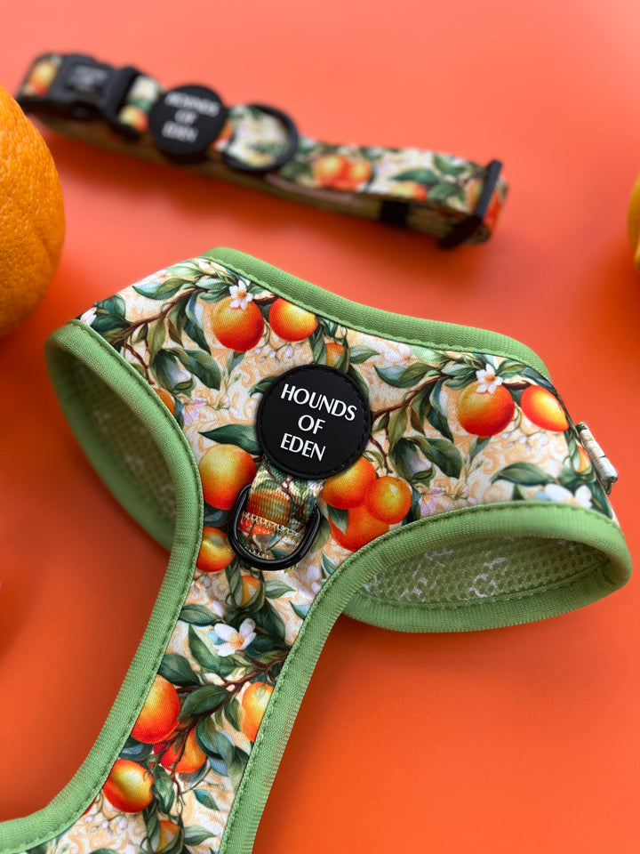 Simply the Zest - Oranges Dog Harness