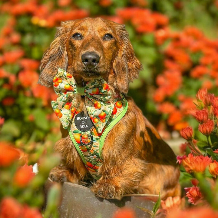 Simply the Zest - Pajarita marinera para perros naranjas