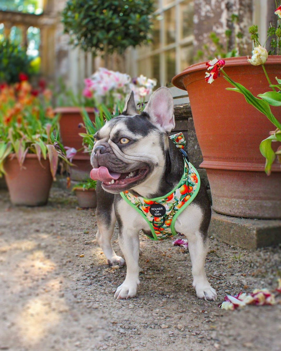 Simply the Zest - Oranges Dog Harness