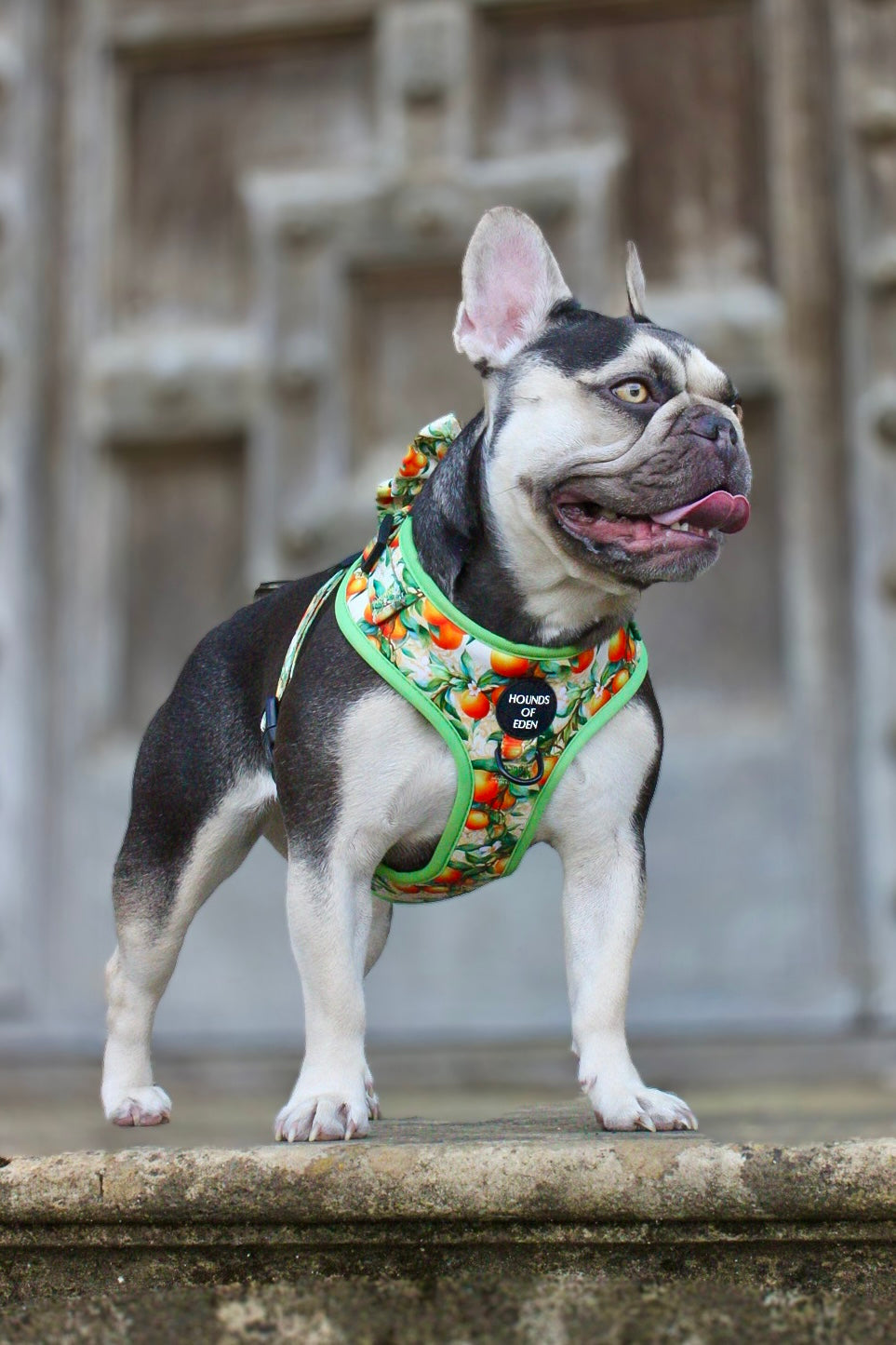 Simply the Zest - Oranges Dog Harness