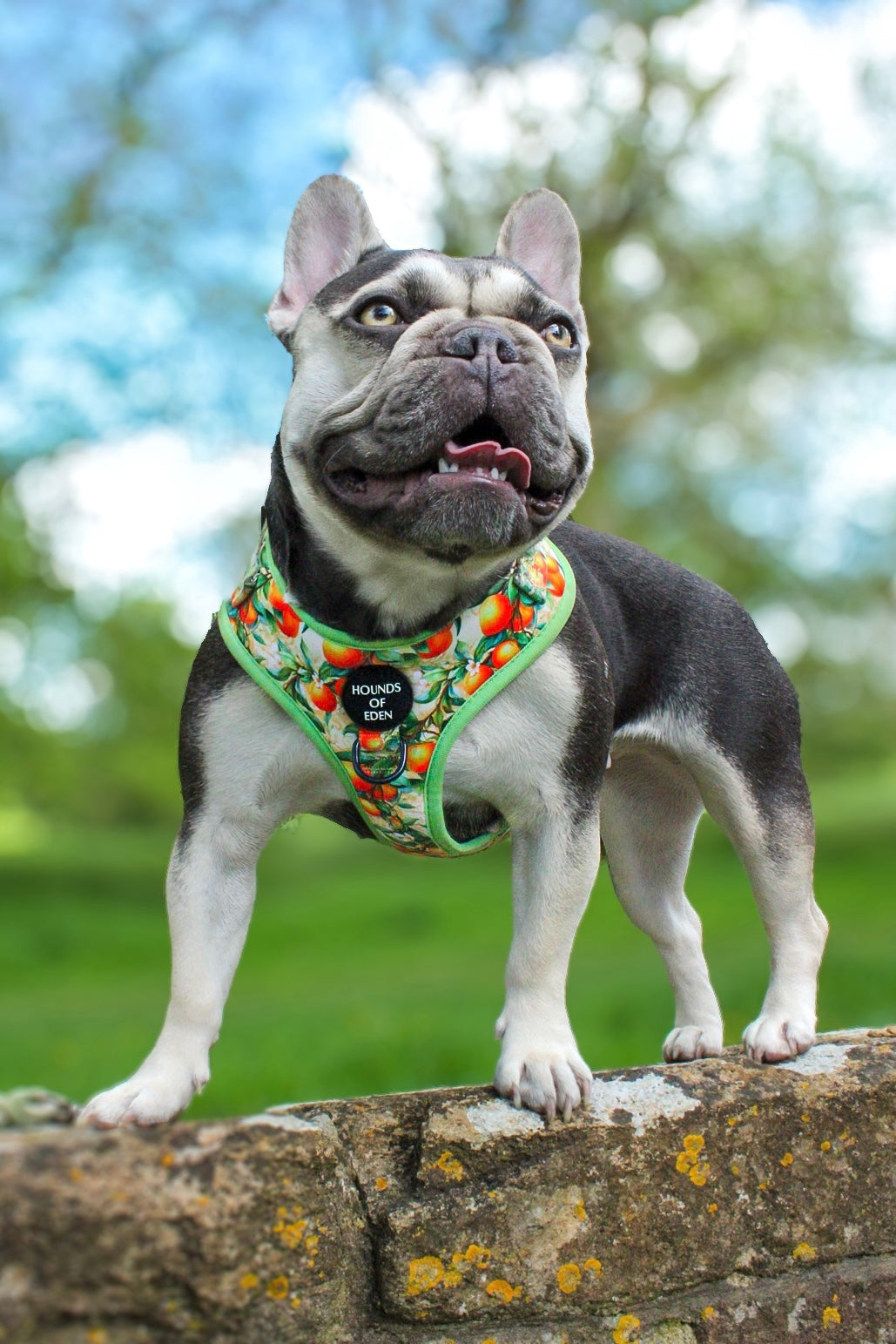 Simply the Zest - Oranges Dog Harness