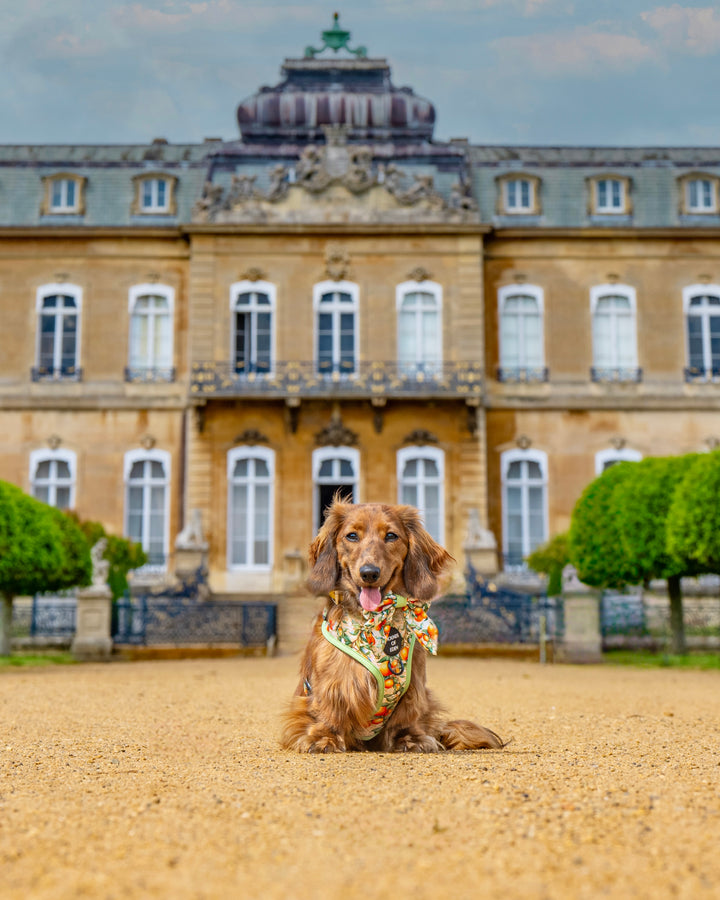 Simply the Zest - Oranges Dog Harness