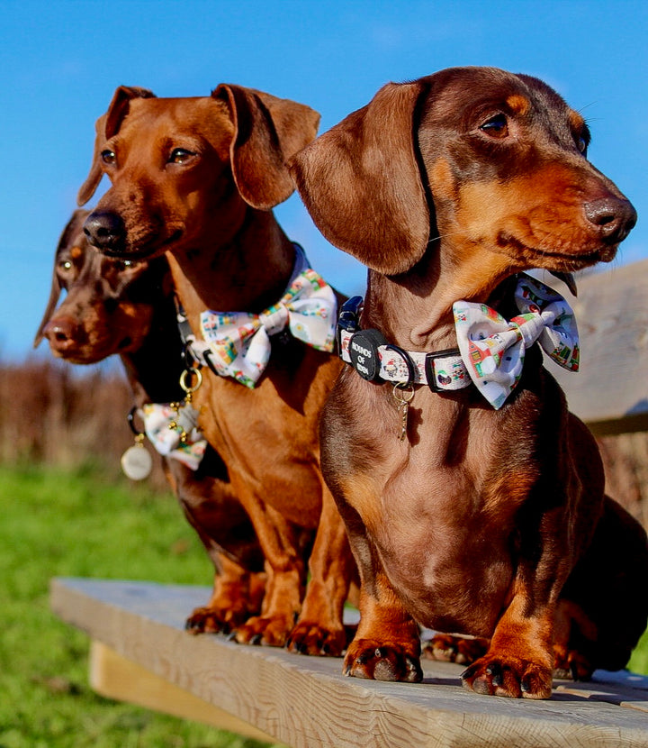 Collar para perro con diseño de perrito en la ventana