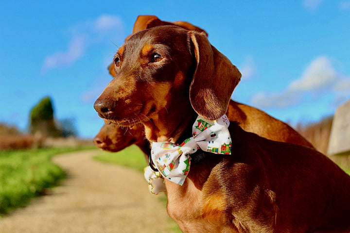 Arnés para perros con diseño de perrito en la ventana 