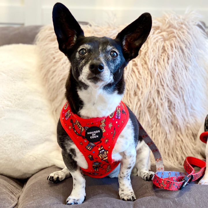 The Foxy Nutcracker - Christmas 'Jumper' Reversible Dog Harness