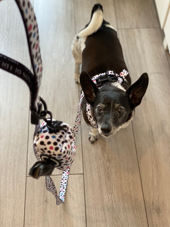 'Spot the Dog' - Pink, Blue & Black Spotted Dog Collar